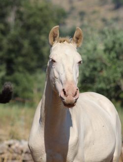 67270460_2381189665259936_4817715045565726720_n